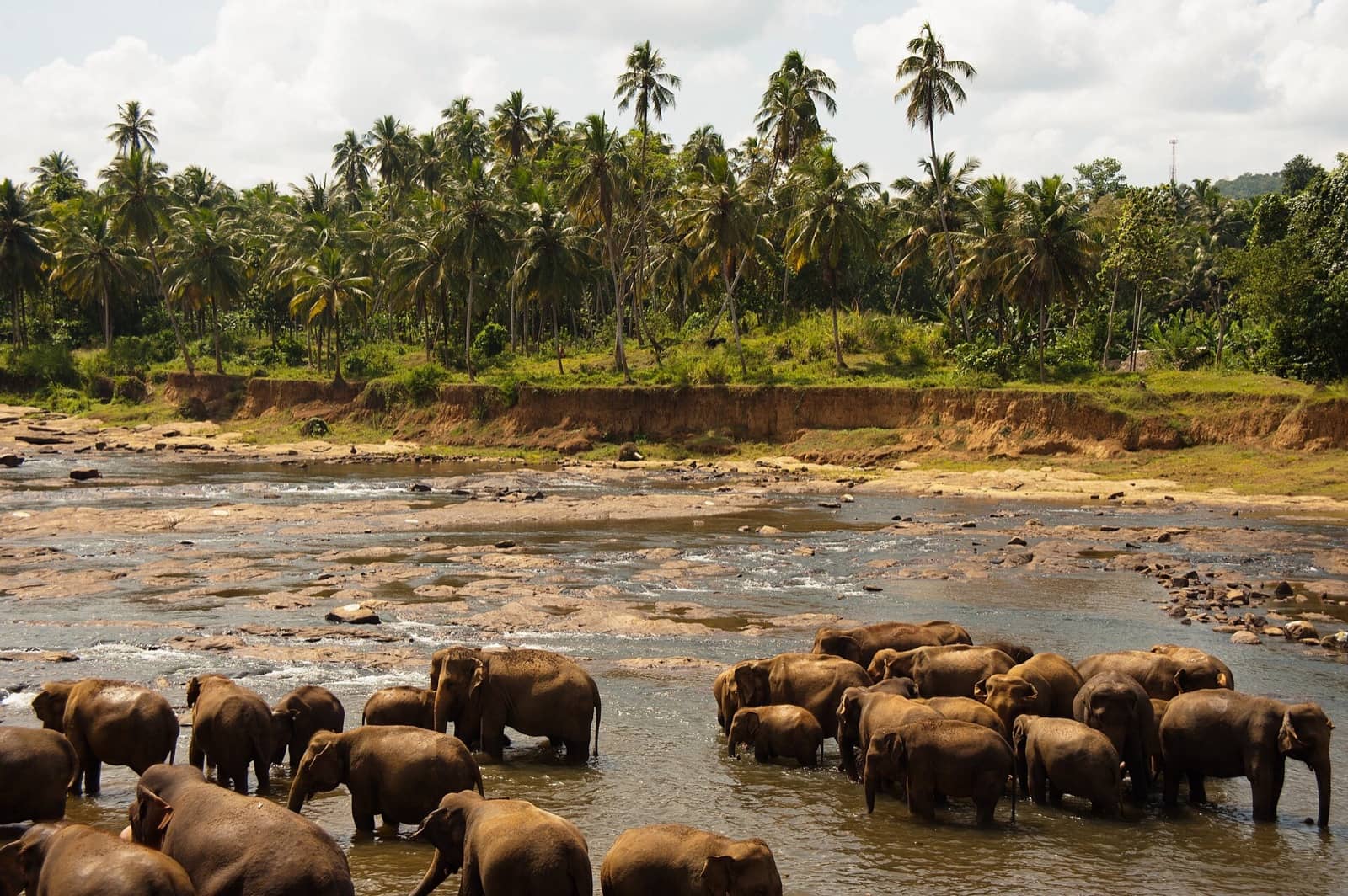 The Minneriya Elephant Gathering